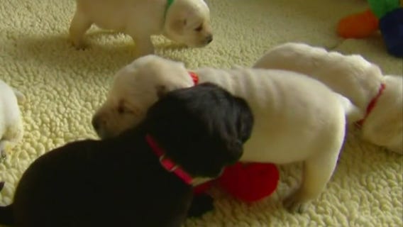 Pet scams online rise during stay-home order � �