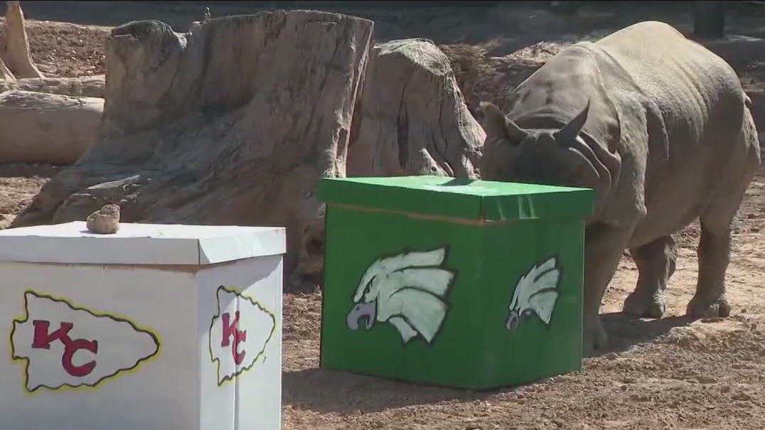 Super Bowl: Phoenix Zoo rhino picks big game winner