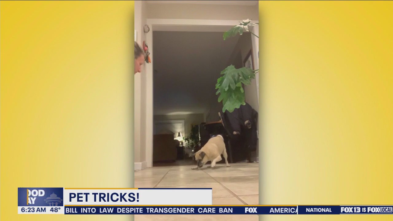 Pet Tricks for Tuesday, December 24