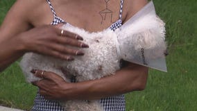 Harper Woods pet need surgery after dog attack
