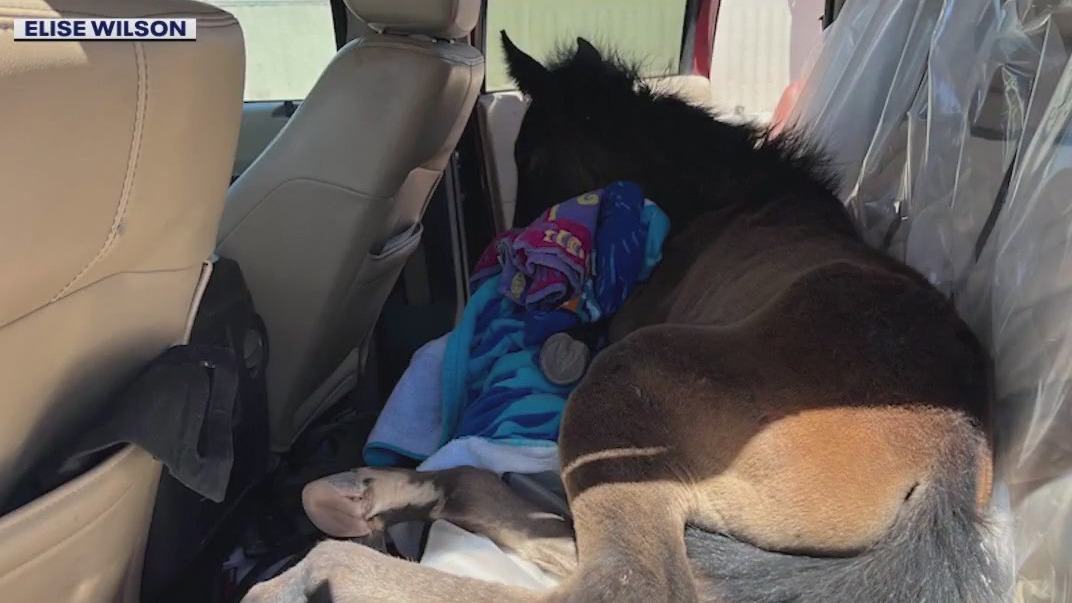 Colt abandoned by his herd recovering in Gilbert