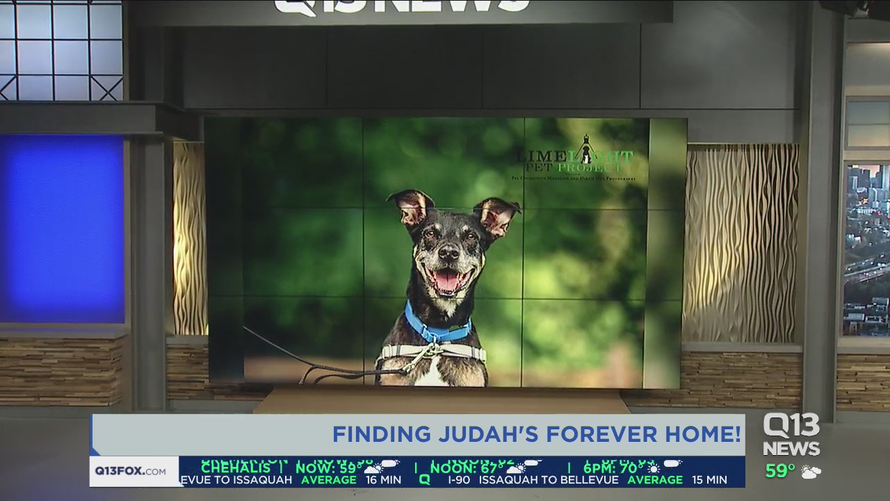 Judah needs a forever home
