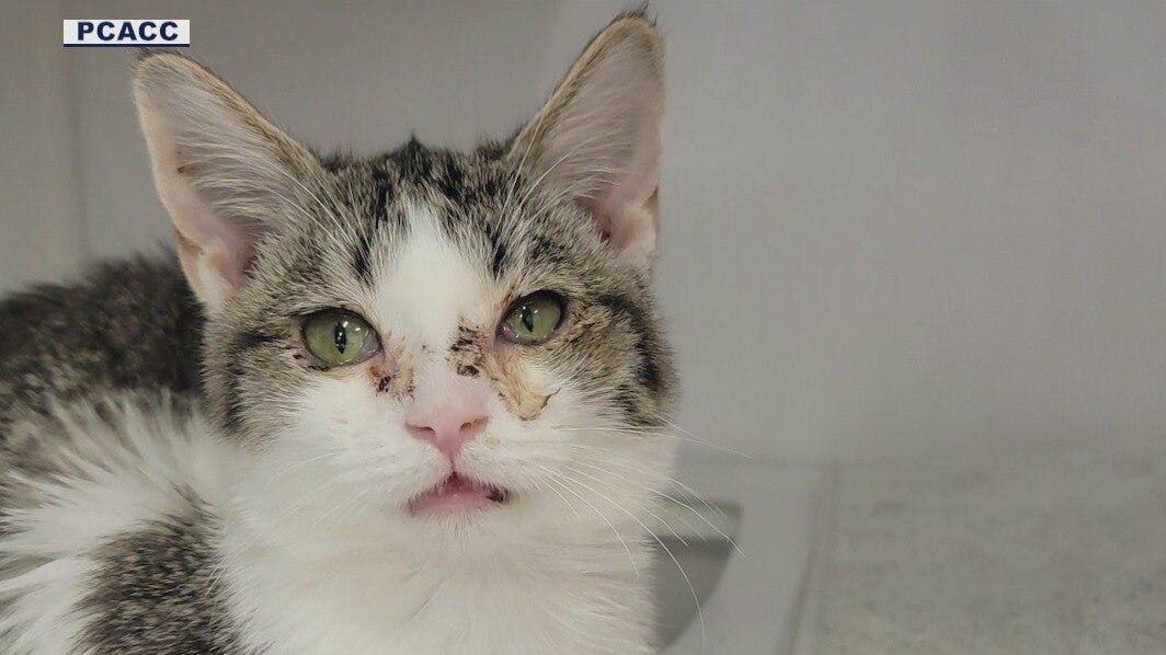 17 cats abandoned in Pinal County parking lot