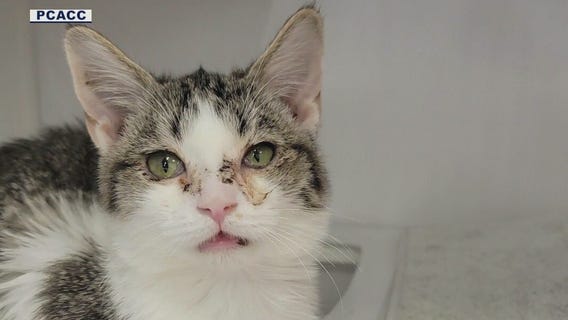 17 cats abandoned in Pinal County parking lot