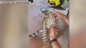 AZ firefighters rescue hawk caught in fishing line