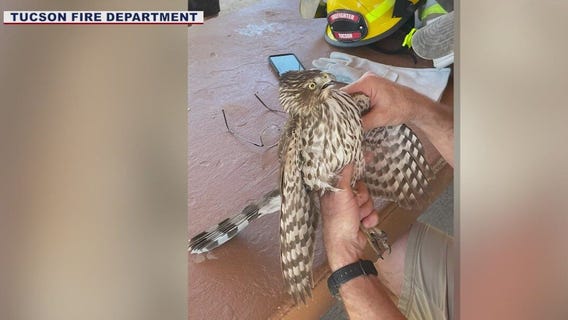 AZ firefighters rescue hawk caught in fishing line