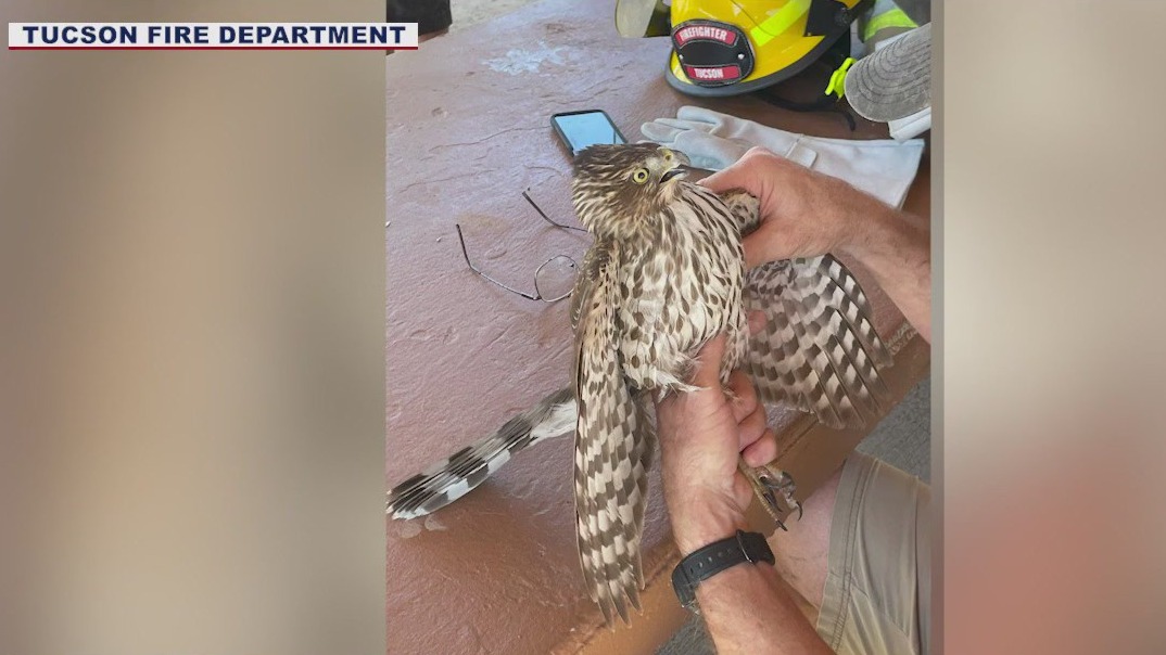 AZ firefighters rescue hawk caught in fishing line