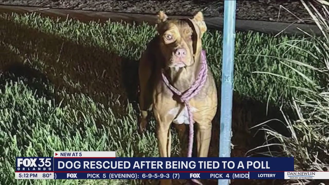Meet 'Billie': Doh found tied to pole in Winter Sperings