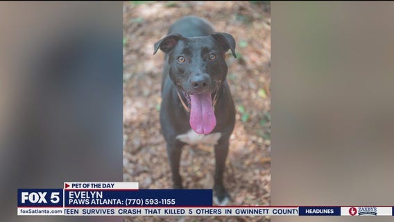 Pet of the Day from Paws Atlanta