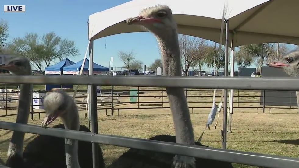 Chandler Ostrich Festival