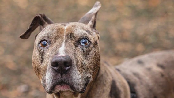 PET OF THE DAY: Carmelo