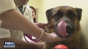 Advice for first-time pandemic pet parents