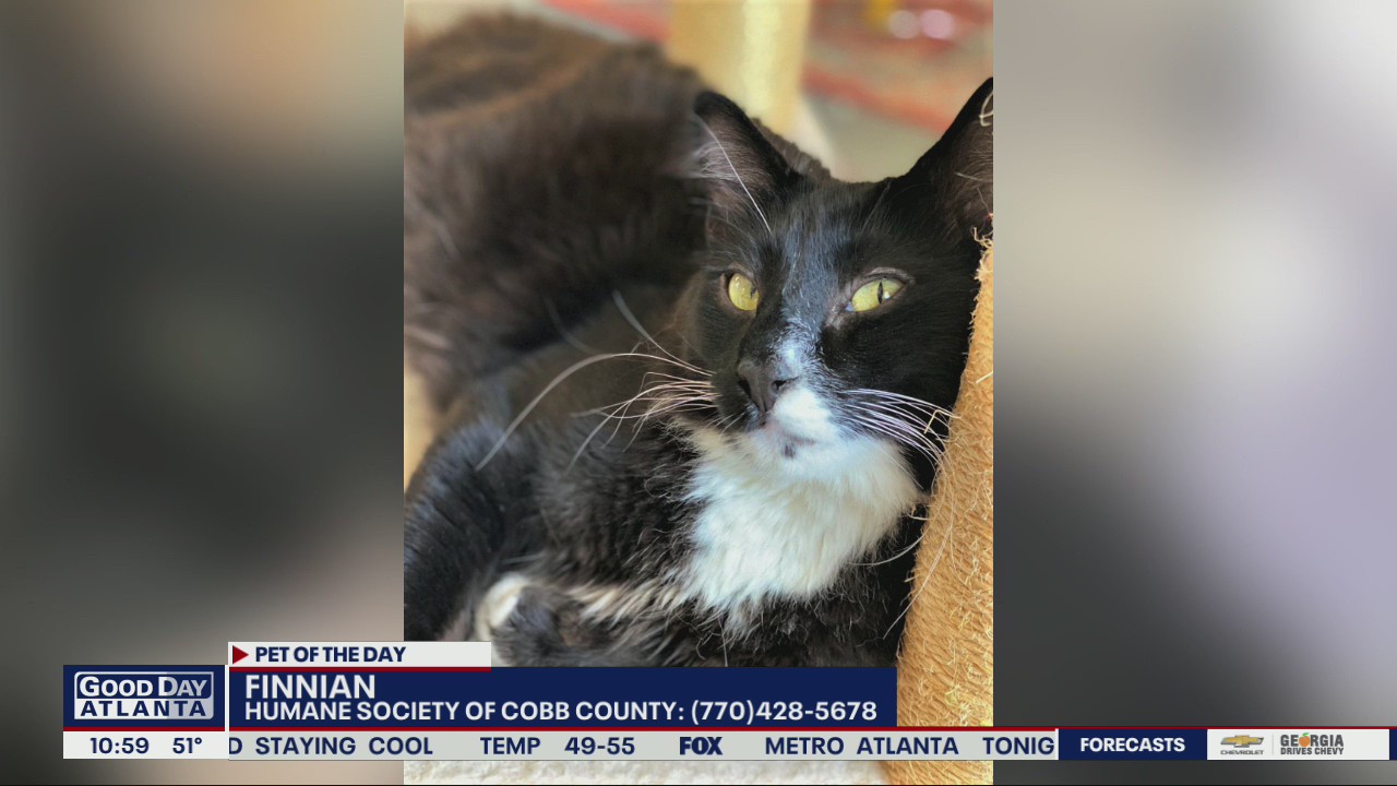 Pet of the Day from the Humane Society of Cobb County