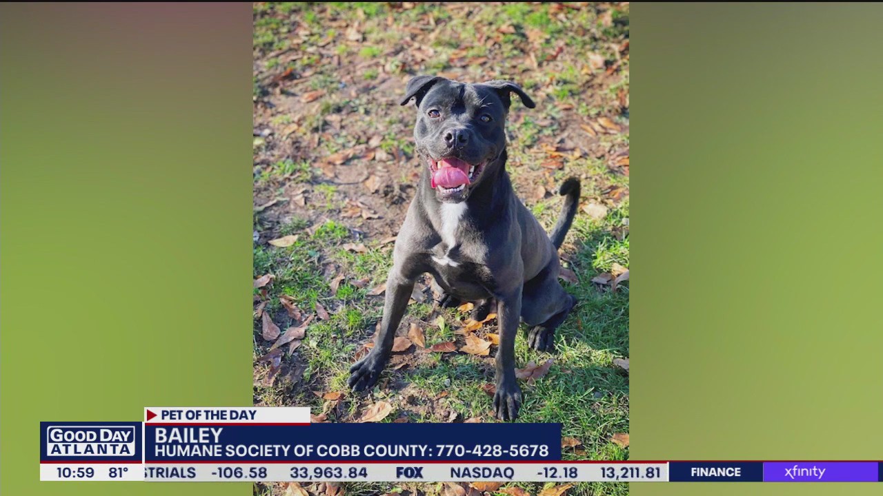 Pet of the Day from the Humane Society of Cobb County
