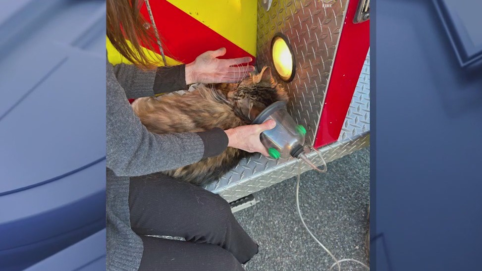 Cats rescued from Prescott Valley house fire