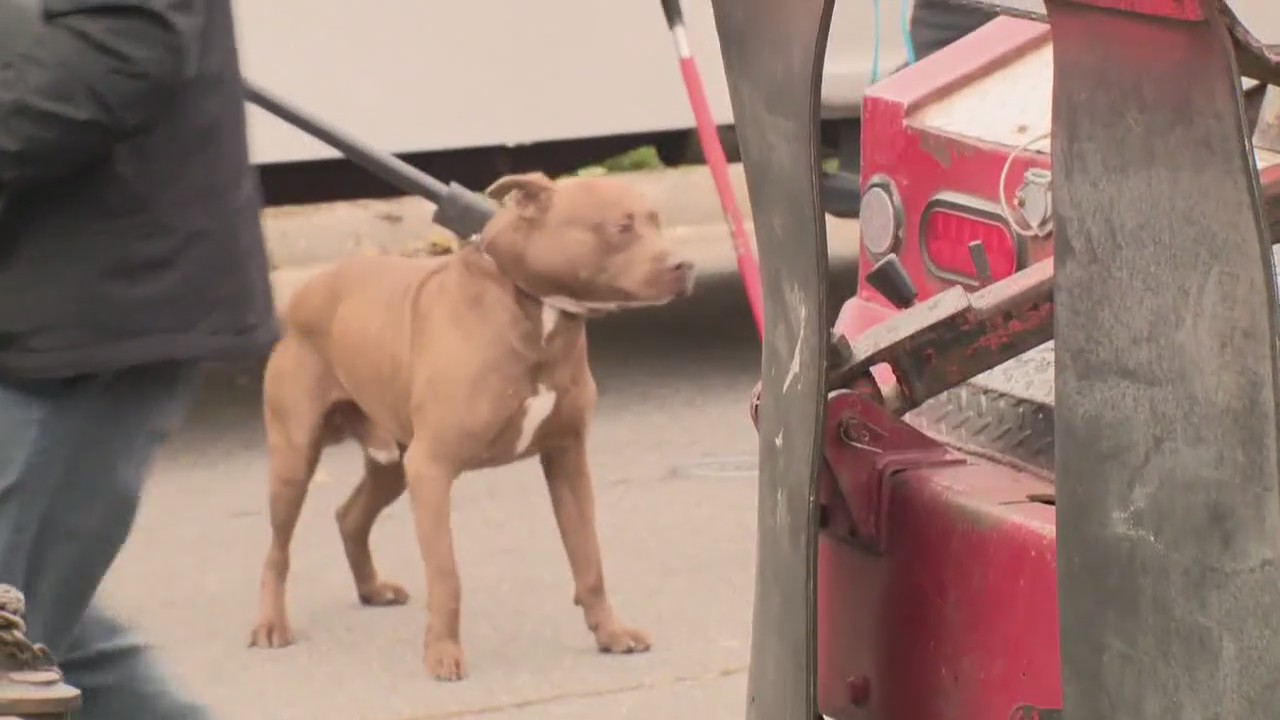 Pit bull attack that kills boy raises breed ban questions; UAW and Detroit casino workers on strike