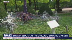 It's the flirty side of summer at the Chicago Botanic Garden