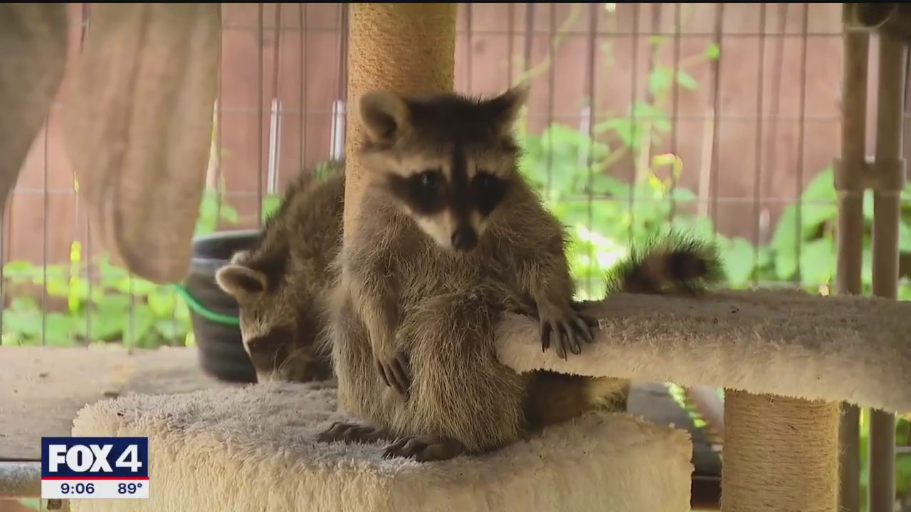 North Texas Wildlife Center has 60 days to relocate