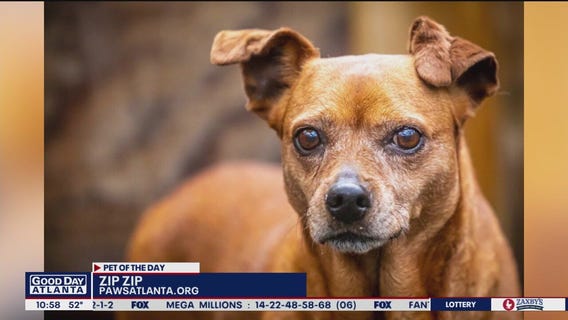 Pet of the Day from PAWS Atlanta