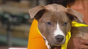 Rick Bayless creates custom pizza for PAWS Chicago fundraiser