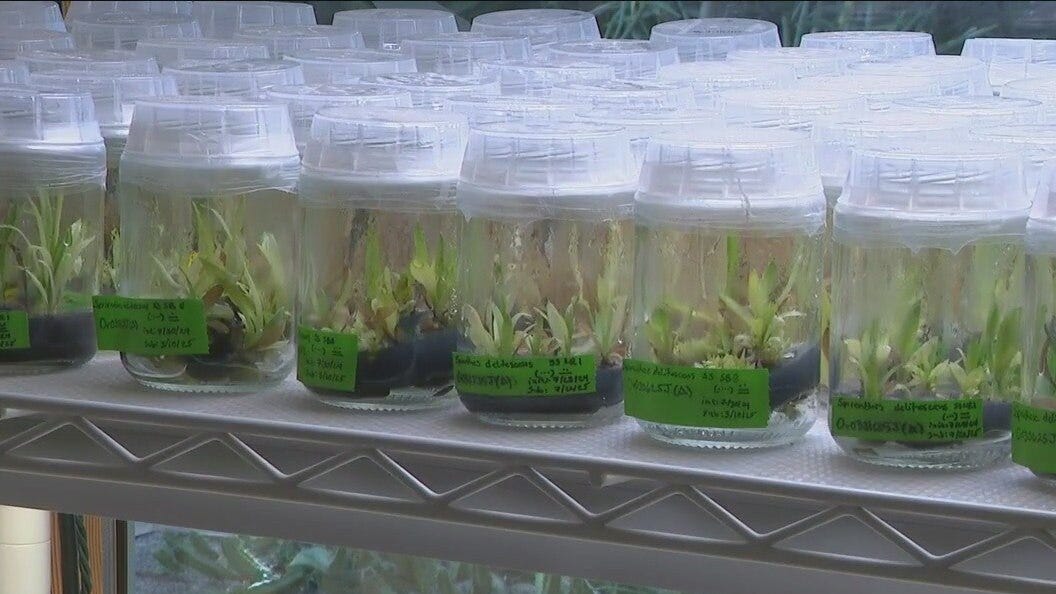 Phoenix researchers race to save endangered desert plants