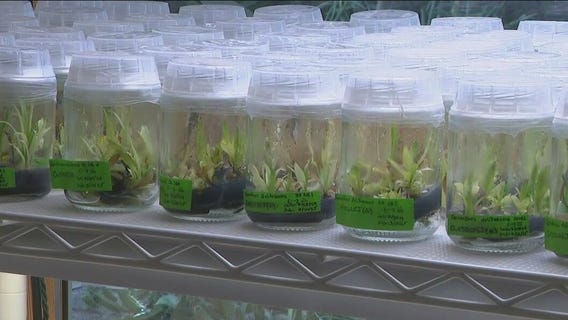 Phoenix researchers race to save endangered desert plants