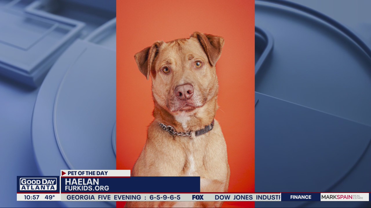 Pet of the Day from FurKids