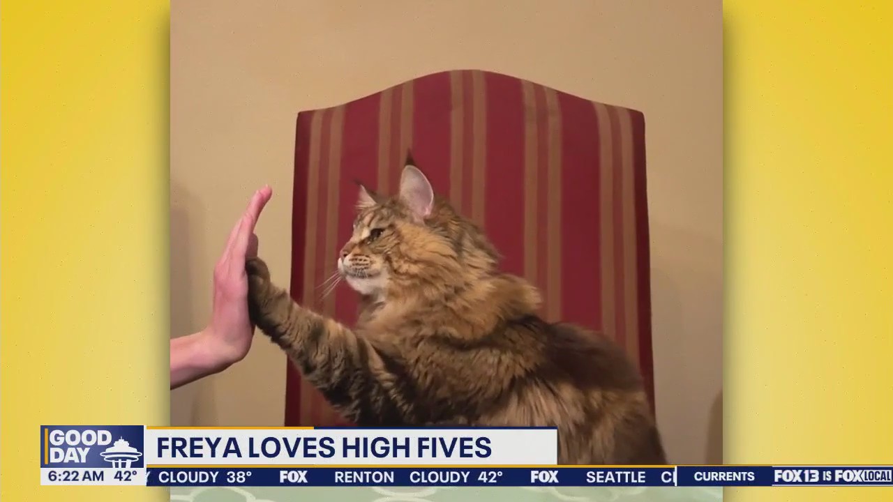 Pet Tricks for Wednesday, April 2