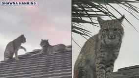 Scottsdale resident captures rooftop bobcat sighting