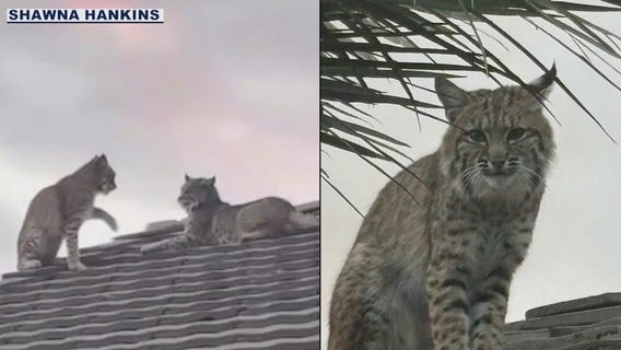 Scottsdale resident captures rooftop bobcat sighting