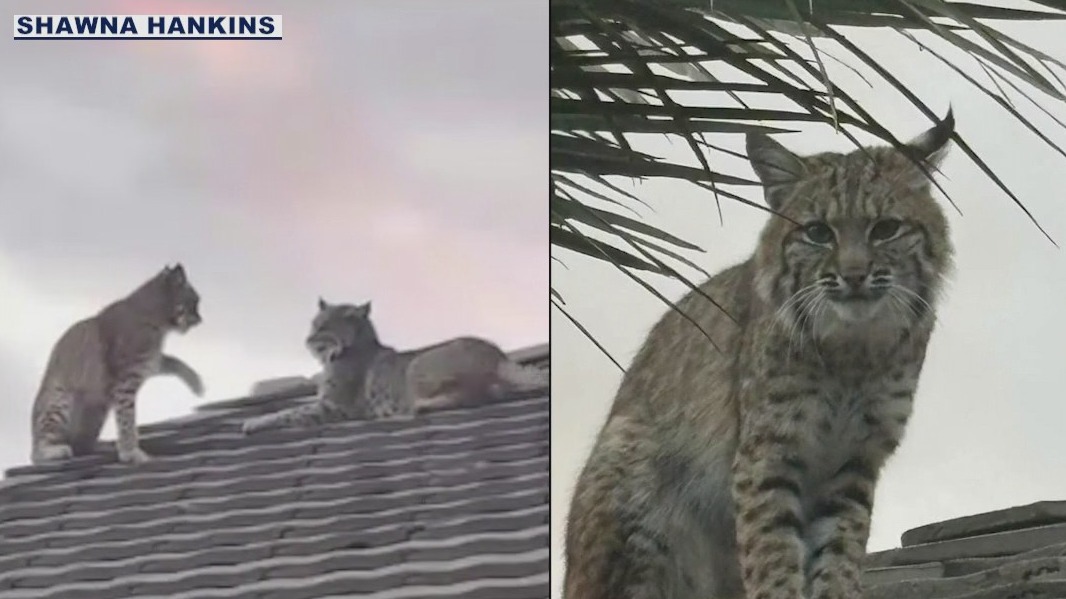 Scottsdale resident captures rooftop bobcat sighting