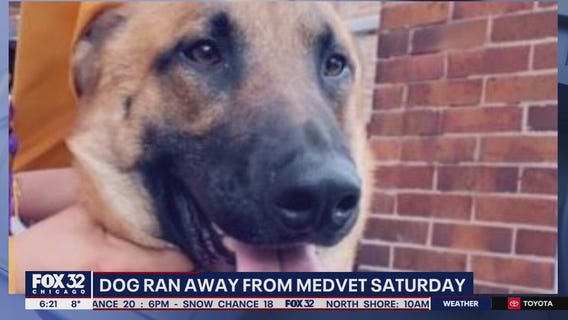 Owner of 2-year-old German Shepherd searching for her dog after he escaped Avondale vet