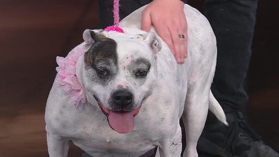 Meet London: Our Pet of the Day