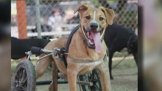 Pet of the Weekend: Gavin