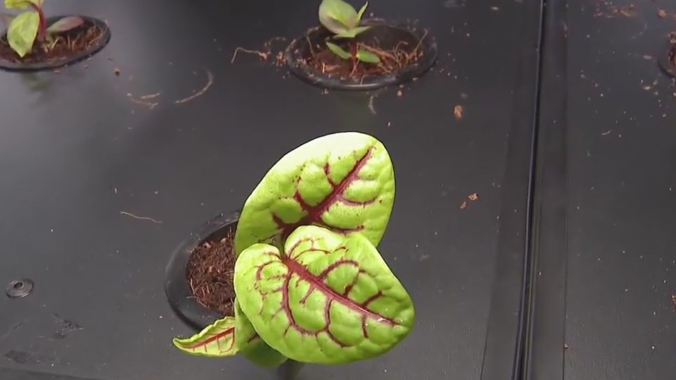 Vertical farming on display in Downtown Houston