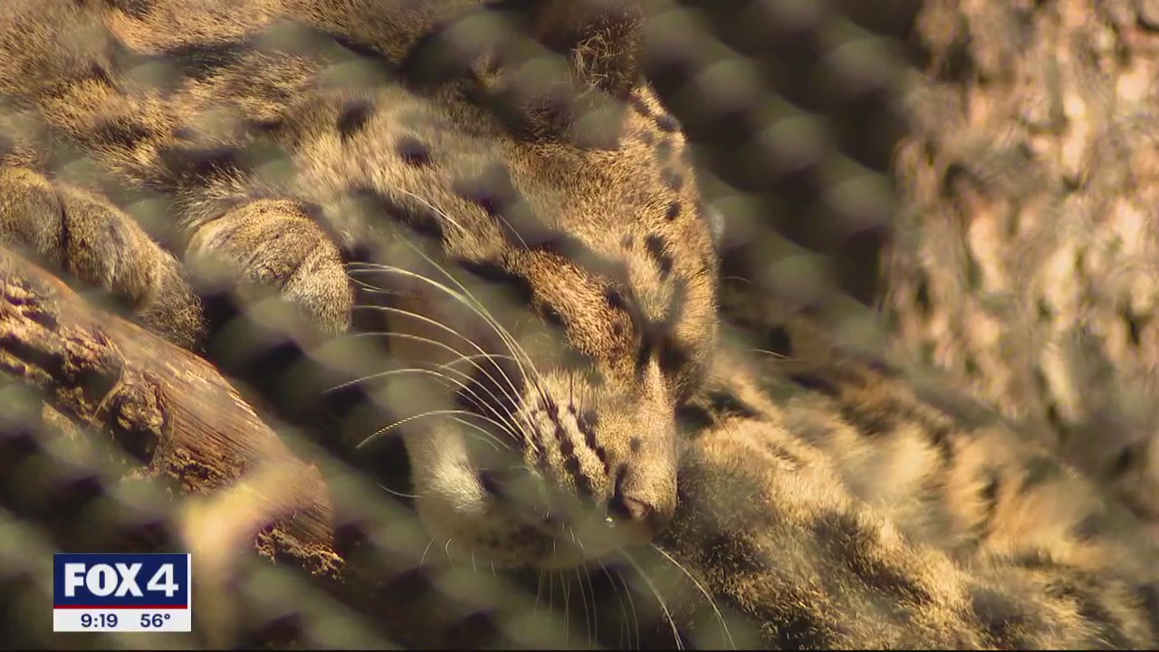 Clouded leopard that escaped Dallas Zoo enclosure back with sister ...