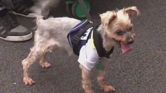 Increase in fleas and ticks raises concerns for pet owners