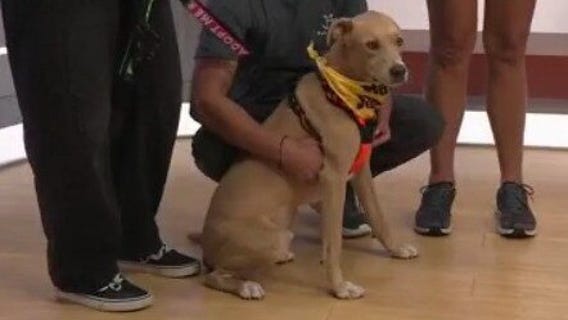 Adopt-A-Pet: Meet Milo