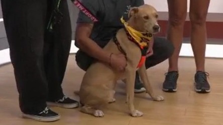 Adopt-A-Pet: Meet Milo