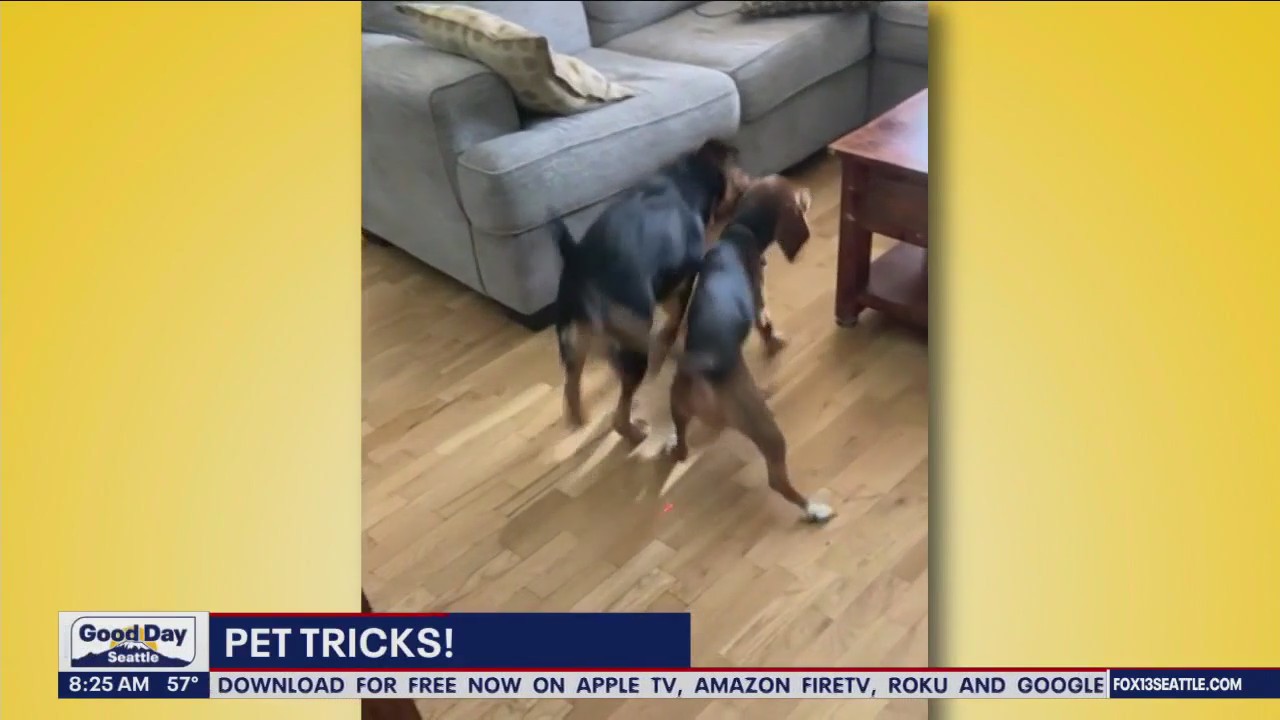 Pet Tricks for Monday, September 18