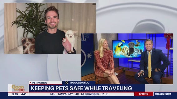 Keeping pets safe while traveling