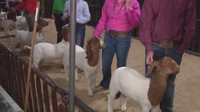 Livestock show at Arizona State Fairgrounds
