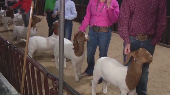 Livestock show at Arizona State Fairgrounds
