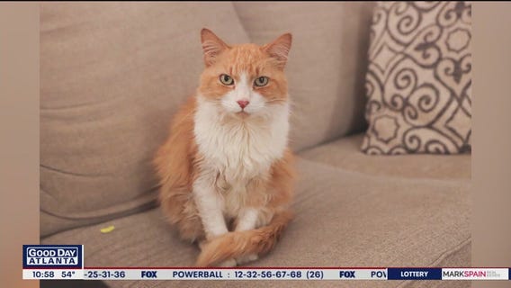 Pet of the Day from the Atlanta Humane Society