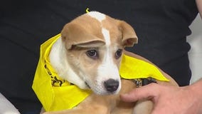 You are about to meet a 'Star'