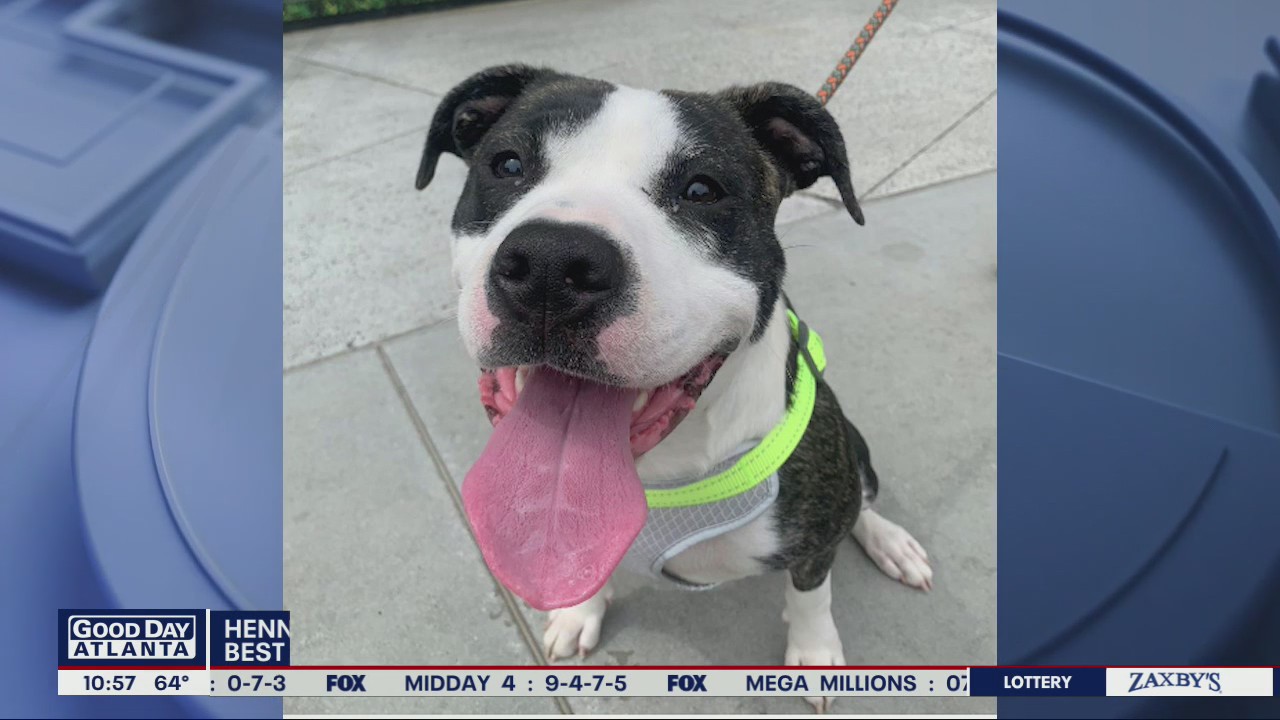 Give this pup a forever home