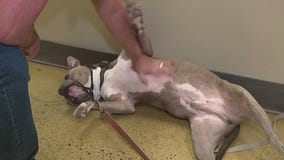 Community Cares: Pawsitive Peers