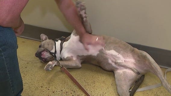 Community Cares: Pawsitive Peers