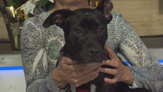 Pet Project: Opal from Labradors & Friends Dog Rescue