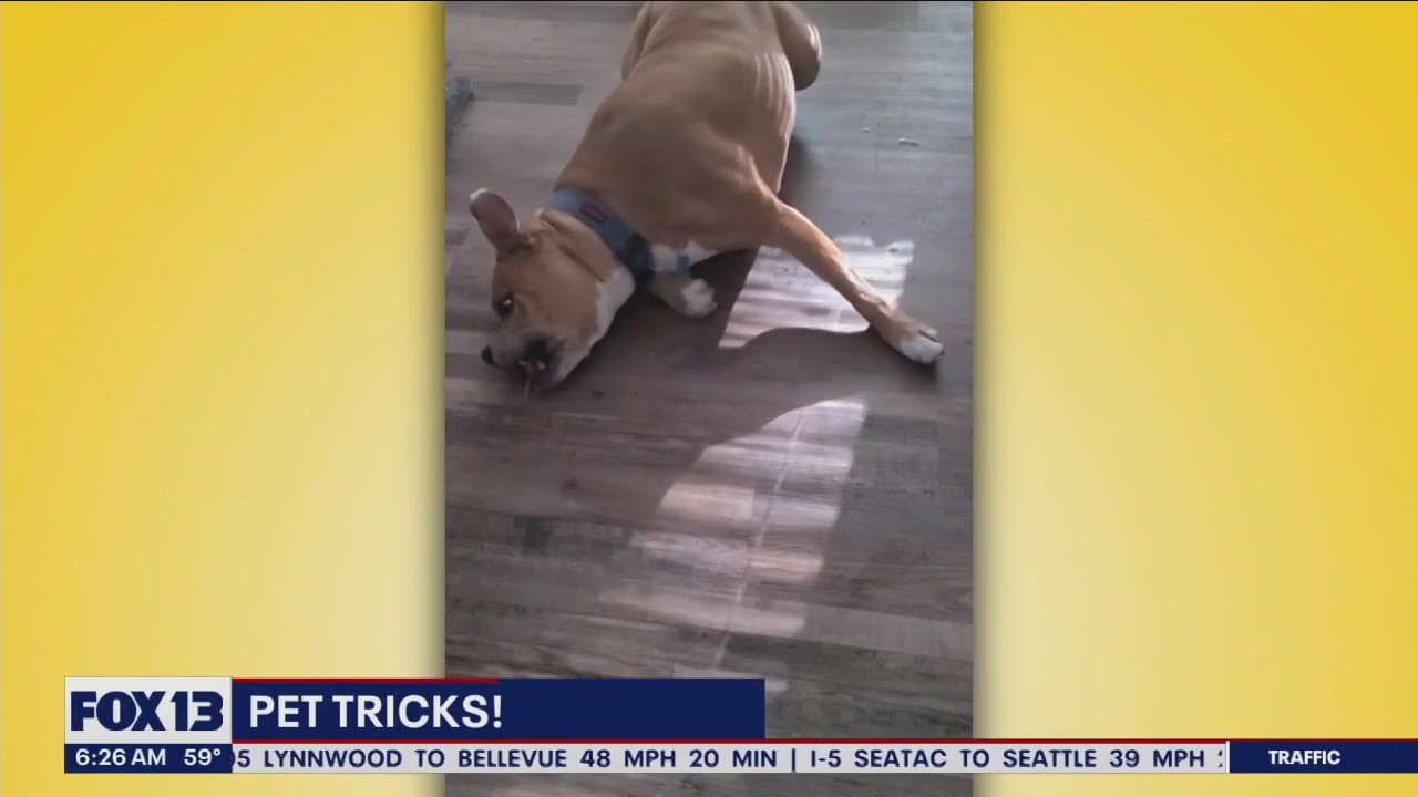 Pet Tricks for Monday, August 1